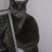 Photo de Chartreux