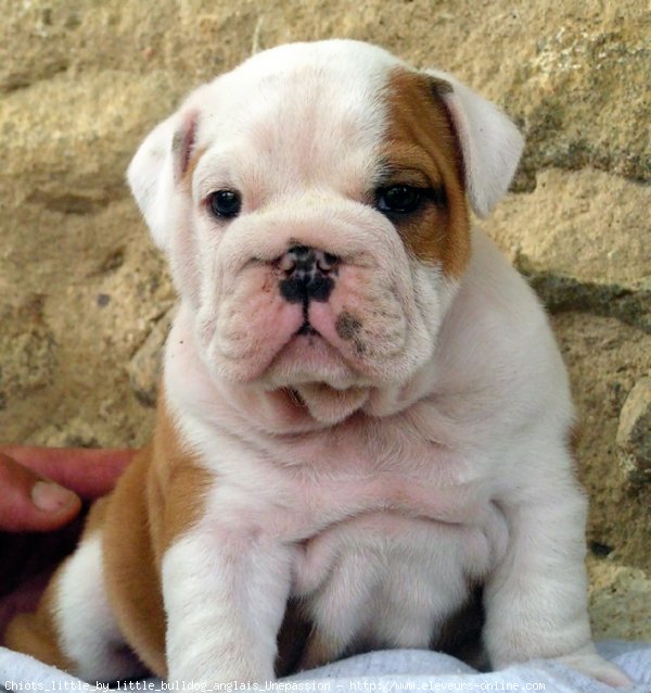 Photo de Bulldog