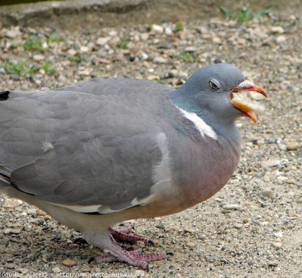 Photo de Pigeon