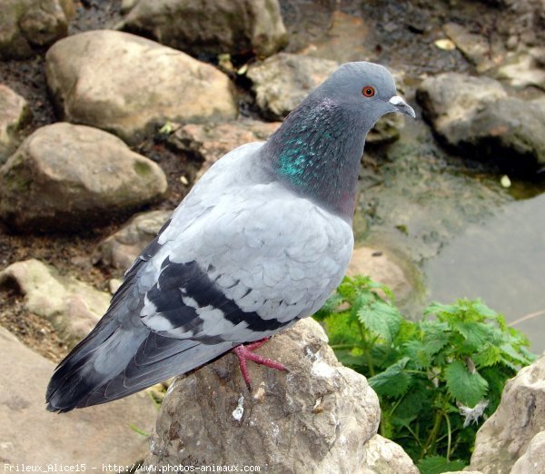 Photo de Pigeon