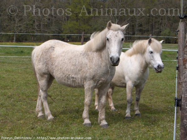 Photo de Shetland