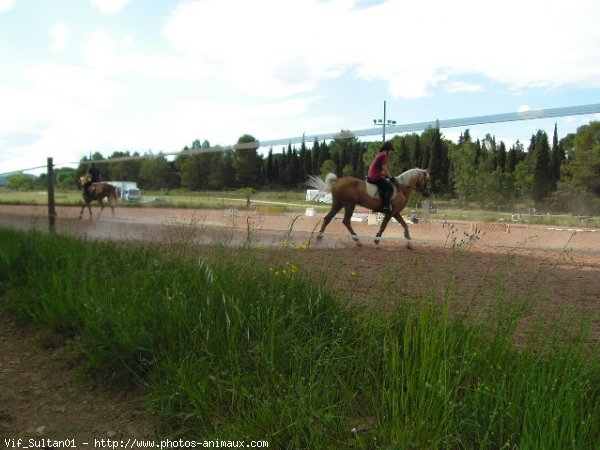 Photo de Poney franais de selle