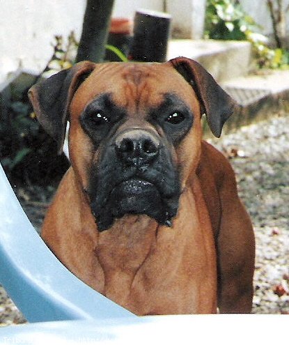 Photo de Boxer