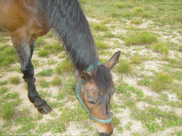 Photo de Races diffrentes