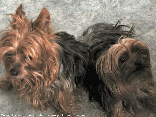 Photo de Yorkshire terrier