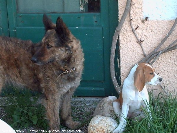 Photo de Beagle