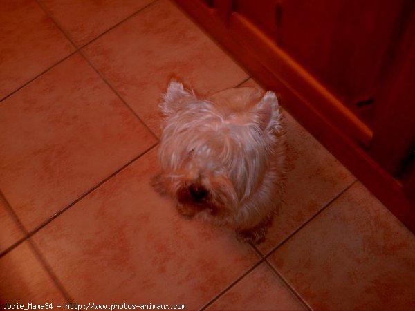 Photo de West highland white terrier