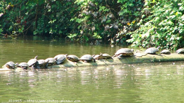 Photo de Tortue