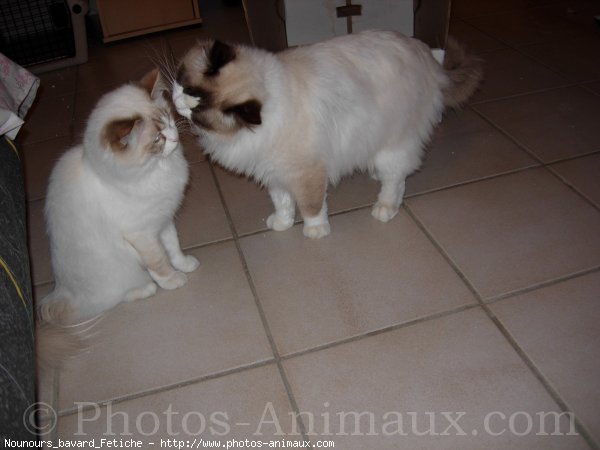 Photo de Ragdoll