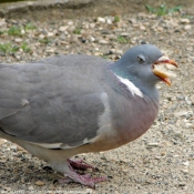 Photo de Pigeon