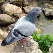 Photo de Pigeon