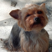 Photo de Yorkshire terrier