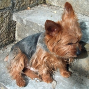 Photo de Yorkshire terrier