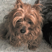 Photo de Yorkshire terrier