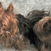 Photo de Yorkshire terrier