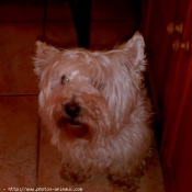 Photo de West highland white terrier