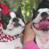 Photo de Boston terrier