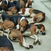 Photo de Beagle