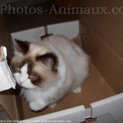 Photo de Ragdoll