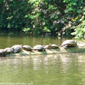 Photo de Tortue