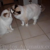 Photo de Ragdoll