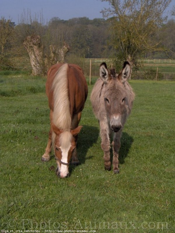 Photo de Races diffrentes