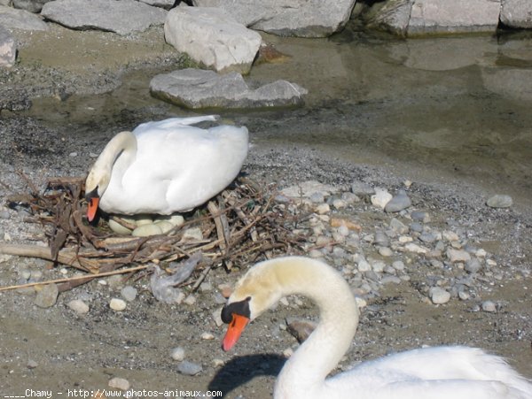 Photo de Cygne