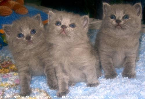 Photo de British longhair