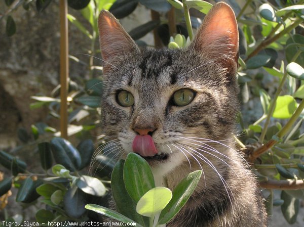 Photo de Chat domestique