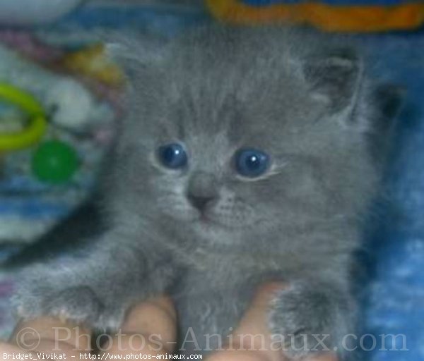 Photo de British longhair