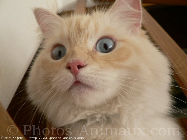 Photo de Ragdoll