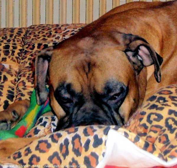 Photo de Boxer