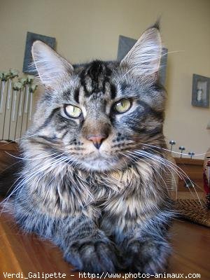 Photo de Maine coon