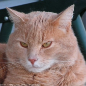 Photo de Chat domestique