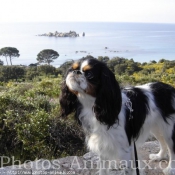 Photo de Cavalier king charles spaniel