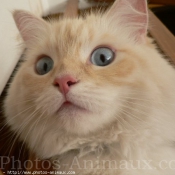 Photo de Ragdoll