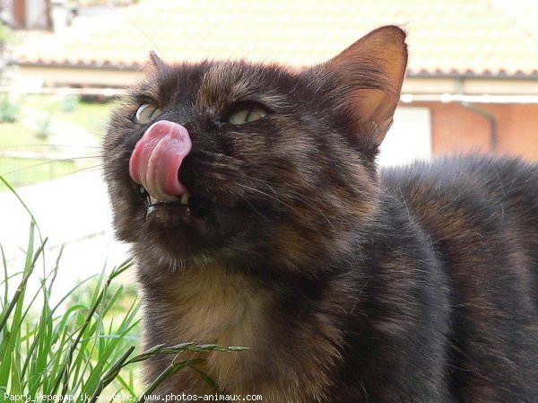 Photo de Chat domestique