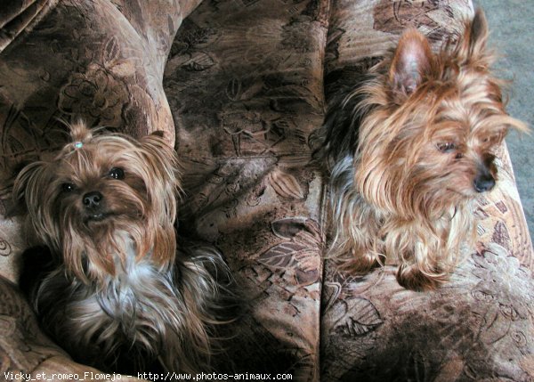 Photo de Yorkshire terrier