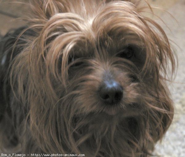 Photo de Yorkshire terrier