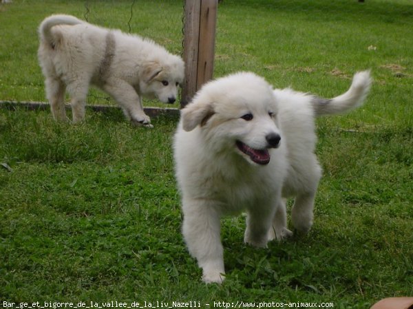 Photo de Chien de montagne des pyrnes