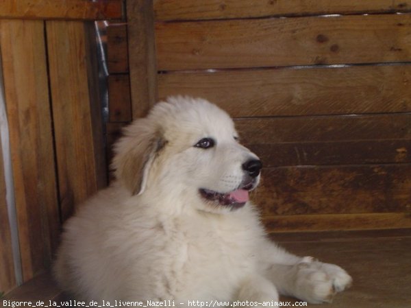 Photo de Chien de montagne des pyrnes