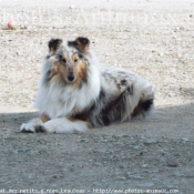 Photo de Colley  poil long