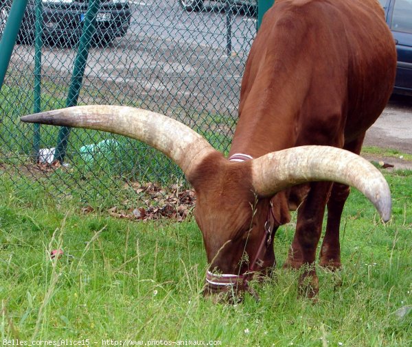 Photo de Watusi