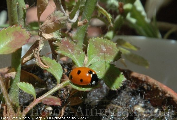 Photo de Coccinelle