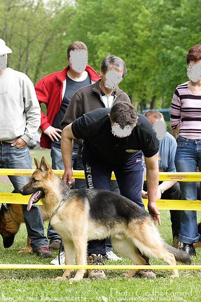 Photo de Berger allemand  poil court