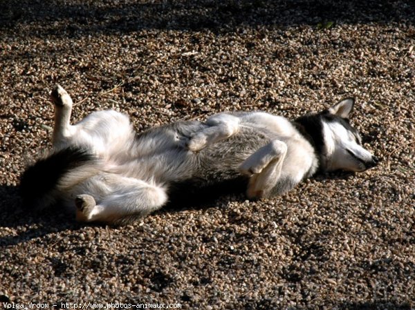 Photo de Husky siberien