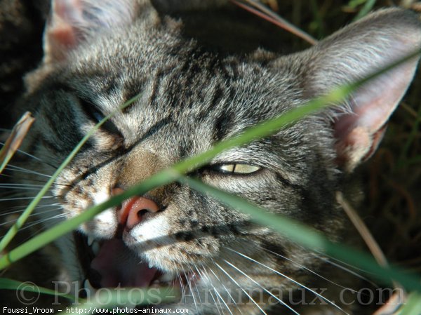 Photo de Chat domestique