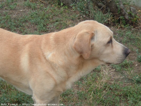 Photo de Labrador retriever