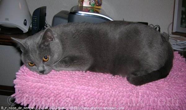 Photo de Chartreux