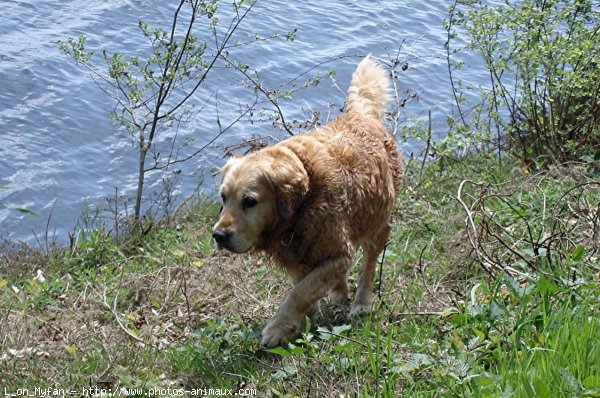 Photo de Golden retriever